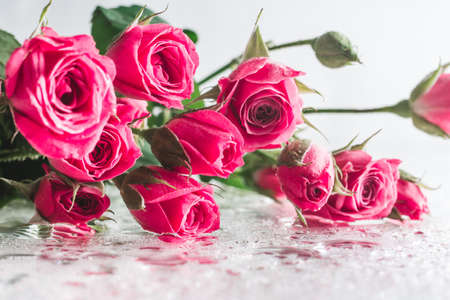 Blurred creative background of pink rose flowers. Partially defocused roses on glossy surface with water dropsの写真素材