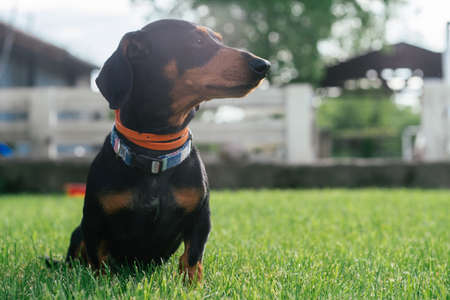Black and tan dachshund dog in collar sitting on green grassの写真素材