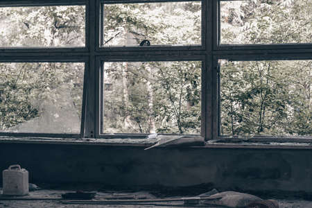 Partially blurred broken glass in windows of old, abandoned building. Inside view to courtyard overgrown with bushes and branchesの写真素材