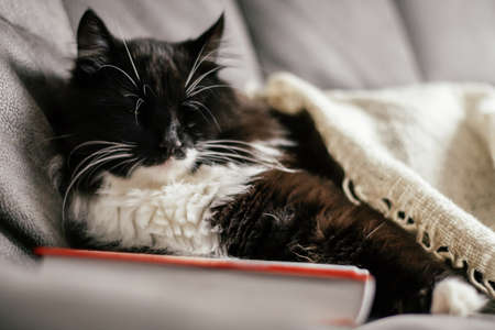 Black and white cat sleeps on the couch hugging a book. Reading and relaxationの写真素材