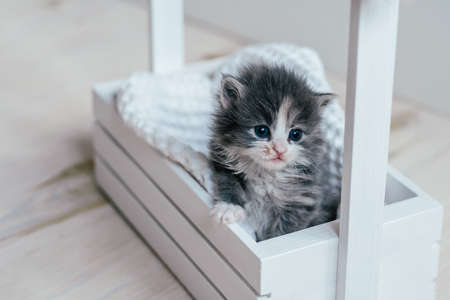 Cute little gray and white kitten sitting in wooden basket. Lovely pet at homeの写真素材
