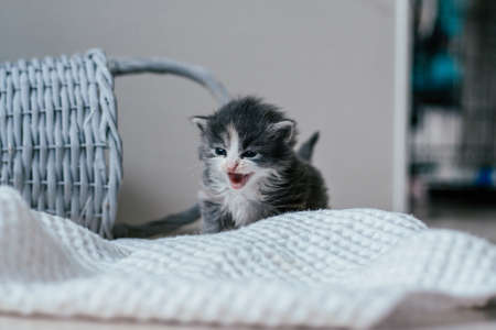 Small cute gray and white kitten walks carefully on wooden floor. Pets at homeの写真素材