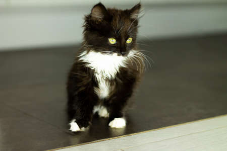 Cute little black kitten with white breast and paws and yellow eyes, sitting on a dark floorの写真素材