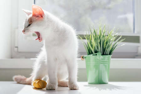 White and ginger cat 3-4 months sits near window and yawns. Kitten with foot bandaged with yellow bandage in rays of sun next to houseplantの写真素材