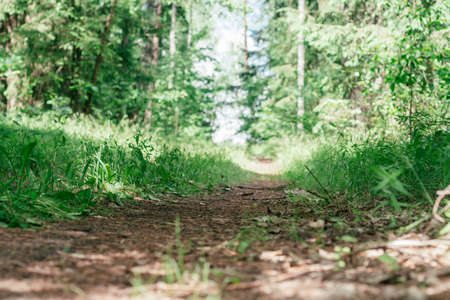 Partially blurred creative background image of sandy path in summer forest among grass and treesの写真素材