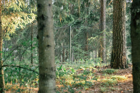 Mesh transparent green fence, in middle of forestの写真素材