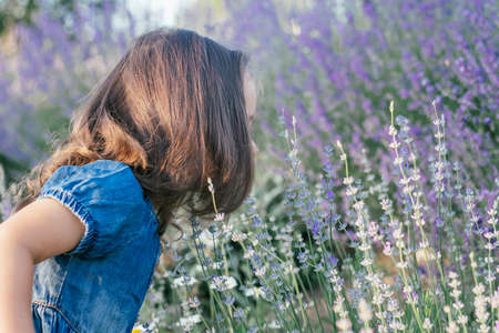 Little girl 3-4 with dark hair in denim dress in sun sniffs large bush of lilac lavenderの写真素材