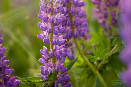 Blurred field of purple lupins in the rays of sunset. Background. Selective focus.の写真素材