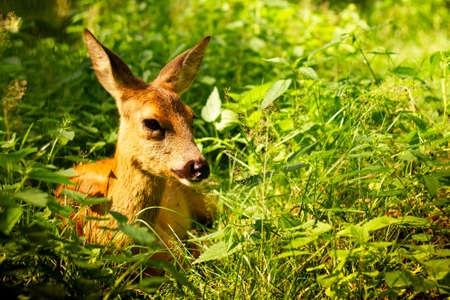 Little cute deer lying in greenery in the sunの写真素材
