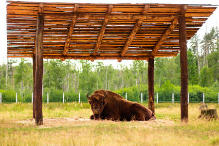 Massive huge brown bison lying under a wooden roofの写真素材