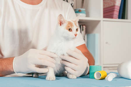 Hands of male veterinarian in gloves hold white and ginger kitten on table for medical examinationの写真素材