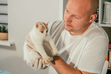 Male veterinarian in gloves and T-shirt holds white and ginger kitten in his arms for medical examinationの写真素材
