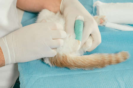 Hands of male veterinarian in gloves hold white and ginger kitten on table for medical examination and bandaging injured paw with green self-fixing bandageの写真素材