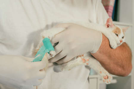 Hands of male veterinarian in gloves hold white and ginger kitten in his arms and bandaging injured...