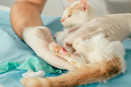 Hands of male veterinarian in gloves hold white and ginger kitten on table for medical examination and treat injured paw with woundの写真素材