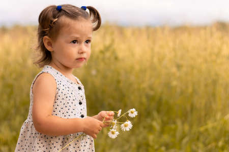 Little cute girl 1-3 in a light dress stands in the field of spikelets of rye with a bouquet of daisies in summerの写真素材