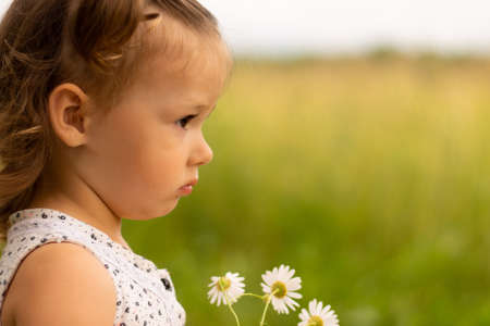Little cute girl 1-3 in a light dress stands in the field on a background of grass with a bouquet of daisies in summerの写真素材