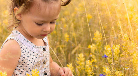 Little cute girl in a light dress 1-3 in the field of spikelets of rye in summerの写真素材
