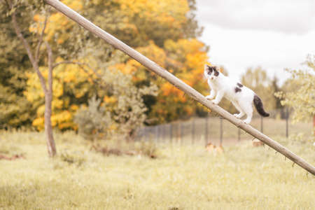 Small white and black kitten 2 months old with eyes of different colors stands on inclined wooden stick against background of yellow autumn forestの写真素材