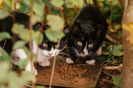 Two homeless black and white cats eat dry food in bushes outside. Abandoned animals concept