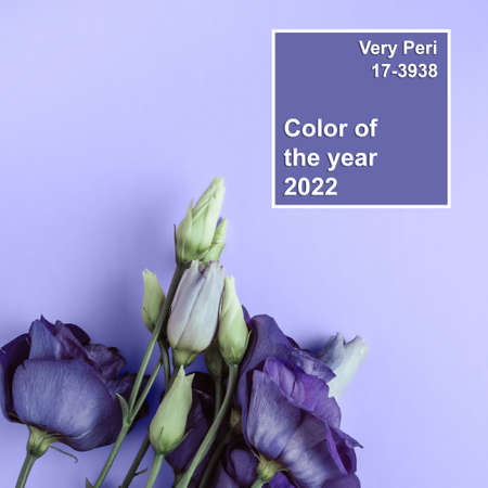 Color of the Year 2022 Very Peri. Lilac eustoma flower on solid trendy background. Fashion purple shade. Copy spaceの写真素材