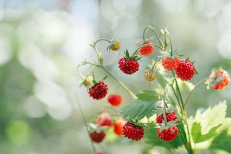 Wild strawberry bush with tasty ripe red berries and green leaves grow in green grass in wild meadow in sunny summer day. Organic background. Copy space. Macro. Close up. Selective focus.の写真素材