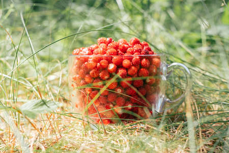 Fresh ripe juicy peeled small wild strawberries in big transparent glass round mug standing on green grass meadow in sunny day. Healthy food. Copy spaceの写真素材