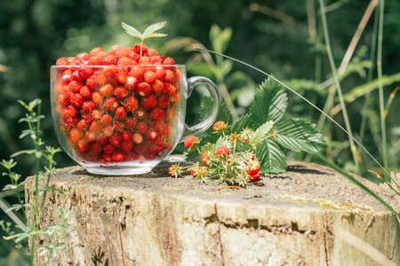 Fresh ripe juicy peeled small wild strawberries with green leaf in big transparent glass round mug and little strawberry bush on old mouldy wooden stump in sunny day. Healthy food. Copy spaceの写真素材