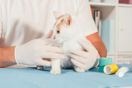 Hands of male veterinarian in gloves hold white and ginger kitten on table for medical examinationの写真素材