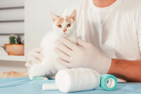 Hands of male veterinarian in gloves hold white and ginger kitten on table for medical examinationの写真素材