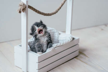 Cute little gray and white kitten sitting in wooden basket. Lovely pet at homeの写真素材