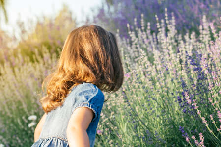 Little girl 3-4 with dark hair in denim dress in sun sniffs large bush of lilac lavenderの写真素材
