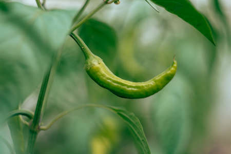 Close up of green unripe jalapeno pepper growing as field crop agriculture, with blurred background