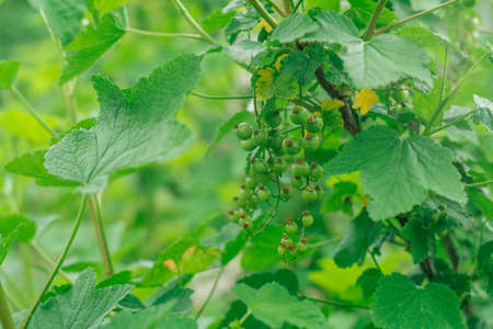 Juicy unripe green berries of red currant growing on branch of big bush with leaves in shadow in garden. Vitamins, summertime, harvest, preservation, vegetarian, nature concept. Soft focus, copy spaceの写真素材