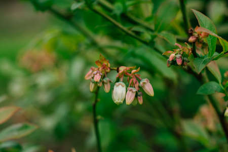 Closed reddish and white flowers of blueberry with leaves on branch finish blossoming and prepare to form new berries in garden. Vitamins, harvest, nature, healthy food concept. Soft focus, close up.の写真素材