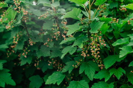 Unripe green berries with withered flowers of red currant growing on branch of bush with leaves in garden. Vitamins, summer, harvest, preservation, vegetarian, nature concept. Soft focus, copy space.の写真素材