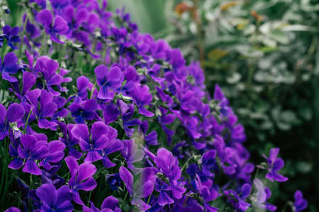 Luxurious vibrant violet flowers of tufted pansy blossoming with green leaves in flowerbed in garden. Gardening, postcard, botany, horticulture, nature concept. Close up, soft focus, copy space.の写真素材