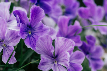 Beauteous bright violet flowers of tufted pansy blossoming with green leaves in flowerbed in garden. Gardening, postcard, botany, horticulture, nature concept. Close up, soft focus, copy space.の写真素材