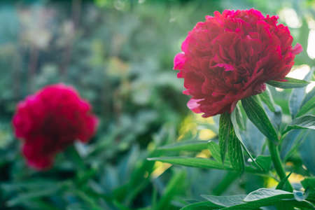Gorgeous inflorescence of bright red burgundy peonies with green leaves blossoming in garden. Gardening, postcard, botany, horticulture, nature concept. Close up, soft focus, copy space.の写真素材