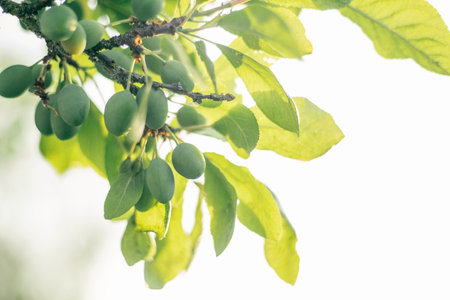 Several green plums handing on branch with green leaves of plum tree illumined by morning sunlight. Harvest, gardening, vitamins, healthy food, preservation concept. Soft focus, close up, copy space.の写真素材