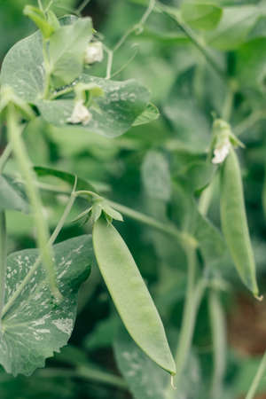 Young green pods of peas growing on vine in vegetable garden. Organic food production, farm, vegetables, agriculture, nature, vegetarian, healthy food concept. Close up, vertical, copy space.の写真素材
