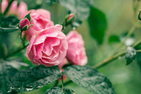 Close-up image of flower Leonardo da Vinci Floribunda rose densely terry branch with water drops on...