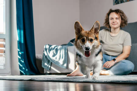 Curly haired glad, cheerful barefoot woman with dog corgi sitting, relaxing and playing on floor in comfortable living room, near sofa. Active and healthy animal, healthcare. Weekend leisure activityの写真素材
