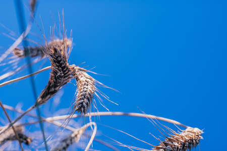 Rural scenery of dry ripe rye spikelets of meadow field against bright blue sky in summer. Agriculture, organic and healthy food production, harvest concept. Selective focus, bottom view, close upの写真素材