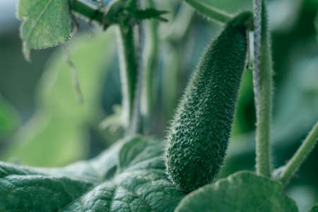 Several cucumbers with oblong green edible fruits. Young and green plant hanging on bush branch next to each other. Natural vegetable. Popular vegetarian food. Growing cucumbers. Selective focusの写真素材