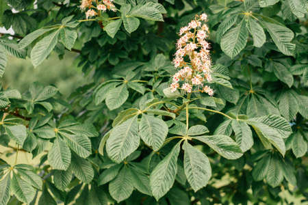 Spring chestnut flower among green large leaves on tree. Copy spaceの写真素材