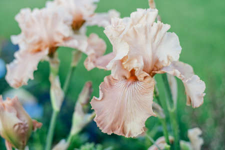 Gorgeous inflorescence of soft pink, peach flower of iris with wavy petals blossoming in garden. Nature and spring, gardening and horticulture concept. soft focus, close upの写真素材