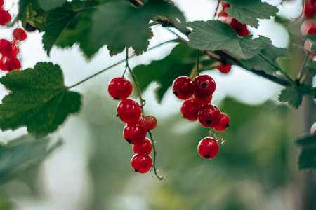 Juicy ripe berries of red currant hanging on branch of bush with leaves in garden at sunrise....