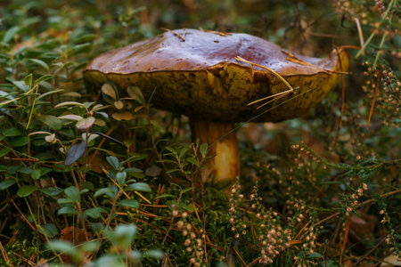 Large overgrown old rotten boletus mushroom in autumn forest near yellow leaves, lingonberry bushes,...