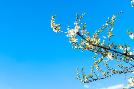 Fruit tree branch with white flowers against bright blue sky. Spring cherry or plum blossom....